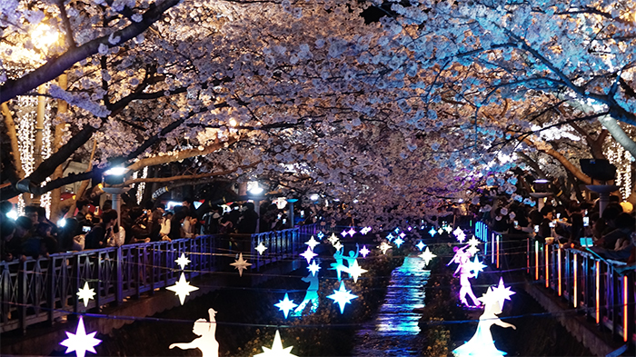 170321_cherry blossom19_in.jpg